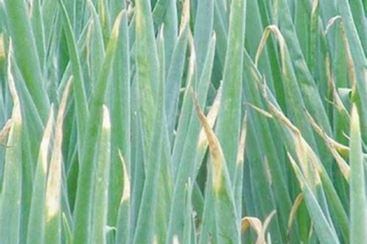 怎样种蒜苗最好