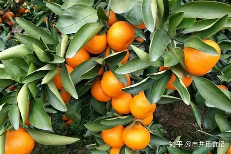 砂糖橘高产种植方法