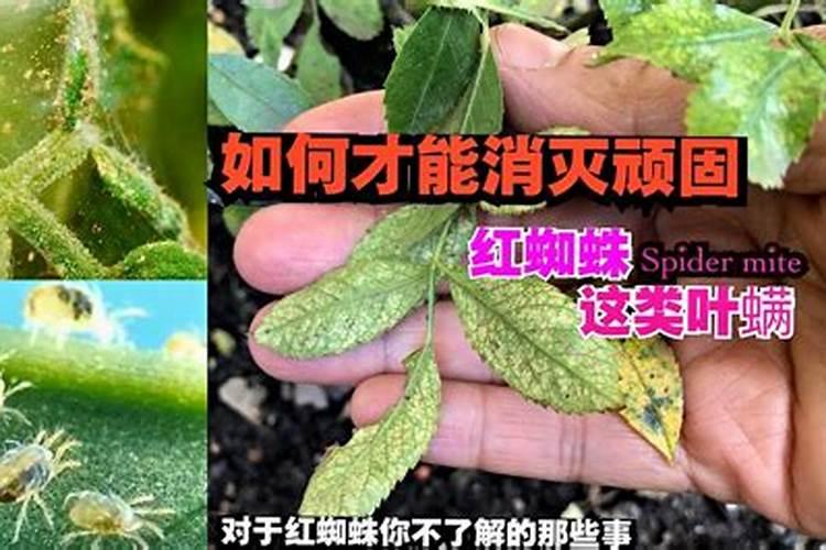 如何识别和防治红蜘蛛？