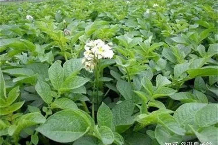 农作物三大肥料区分