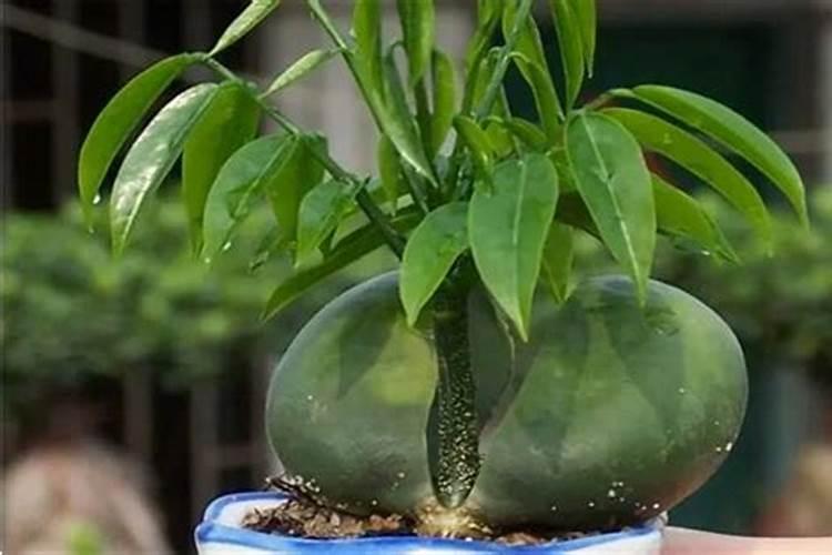 求助元宝树如何养护