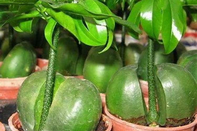 谁养过“招财进宝”这种植物？