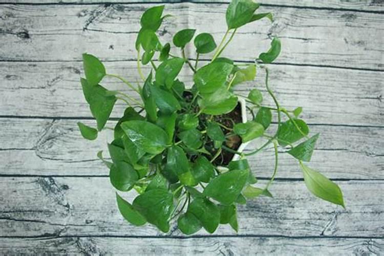 绿萝用什么叶面肥好