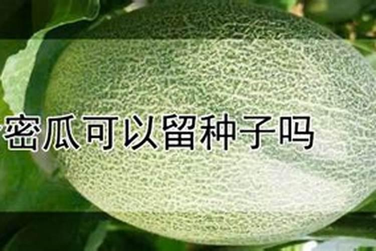 哈密瓜皮做花肥要多久