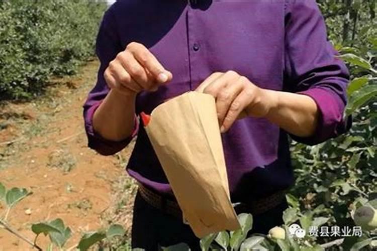 苹果套袋前怎么使用农药？