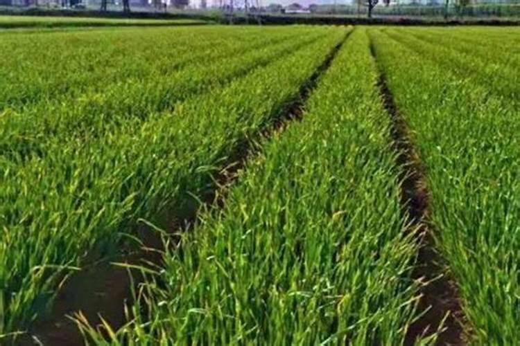 大蒜施肥最佳时间 大蒜什么时候施肥