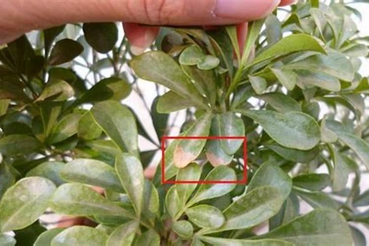 米兰花枝叶稀少怎么办？如何让米兰花枝叶茂盛？