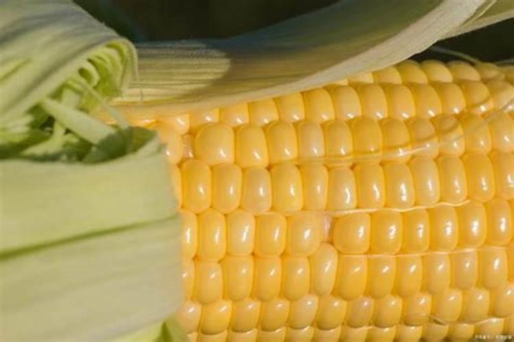 种玉米控释肥一定比复合肥好？别花“冤枉”钱,两者有哪些区别？
