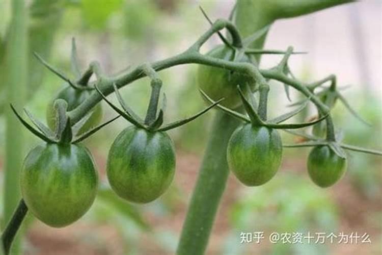 番茄果实有点空,也没有用过激素肥跟尿素。冲施的都是高钾水溶肥跟硝酸...