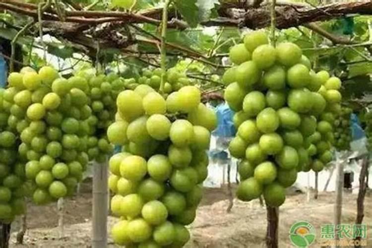 桃树追施什么肥料好？桃树膨大素什么时候用好？