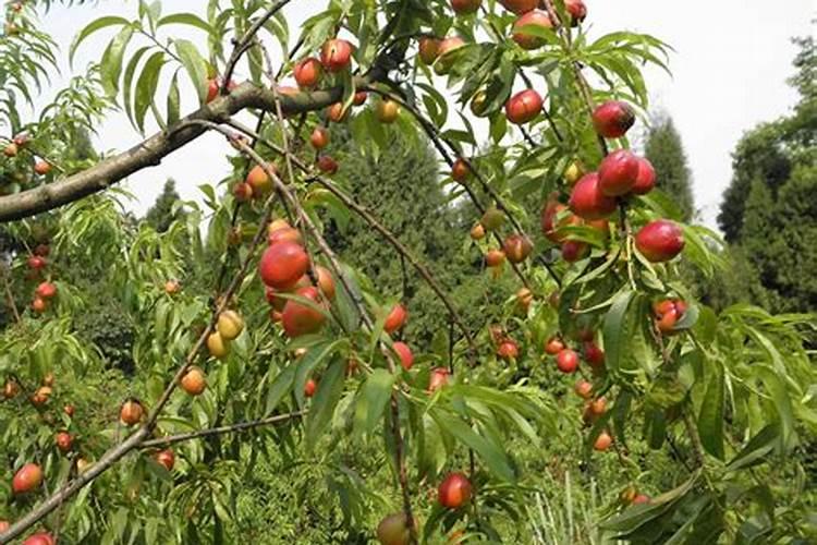 怎样让桃子长的大又好看