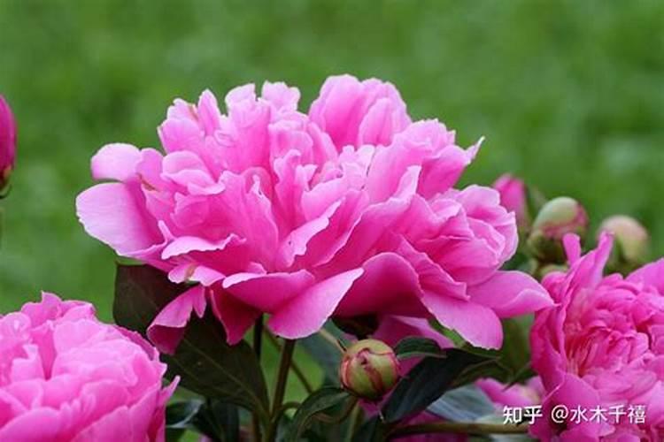 水容肥给果树多久施肥一次