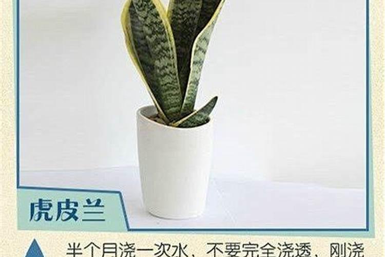 金花茶为什么叶尖发焦