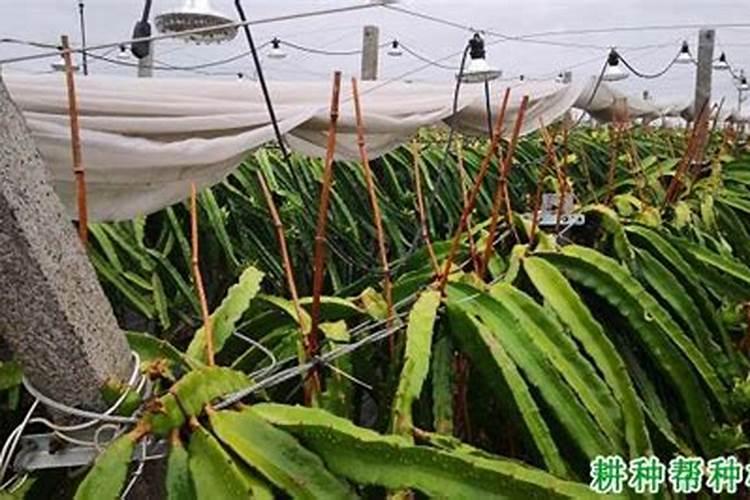 火龙果结果期能否施叶面肥？喷施时间