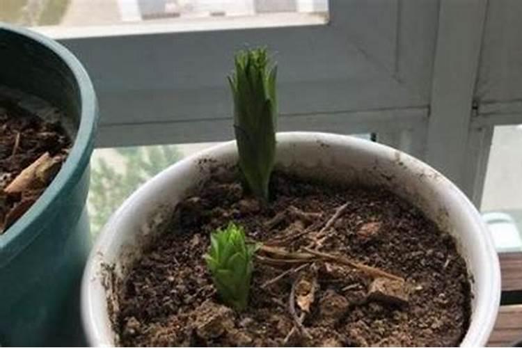 百合花怎么施肥