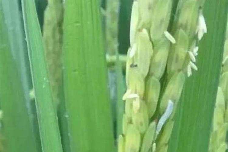 水稻秕粒白色褐色的原因是什么