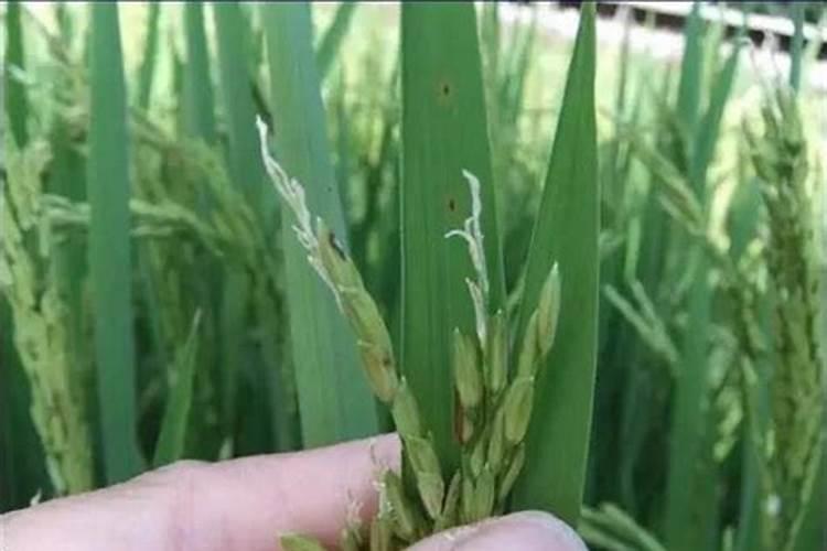 水稻抽穗后稻粒变白色是什么病(水稻灌浆期出现白粒怎么办)