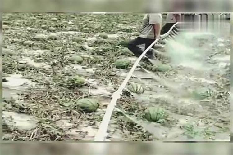 西瓜还有十天左右成熟可以施肥吗？