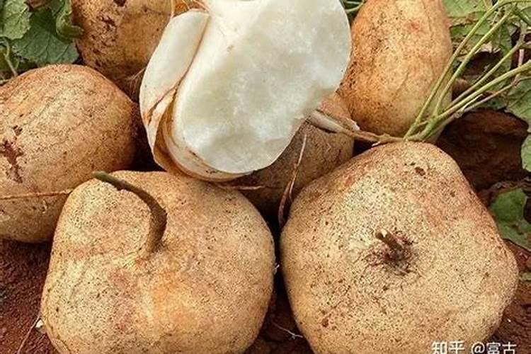 凉薯种子怎么催芽