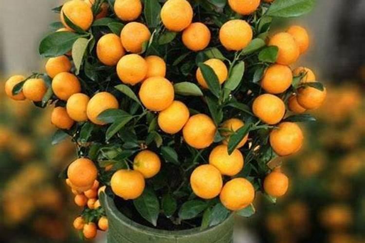 金钱桔的养护和施肥