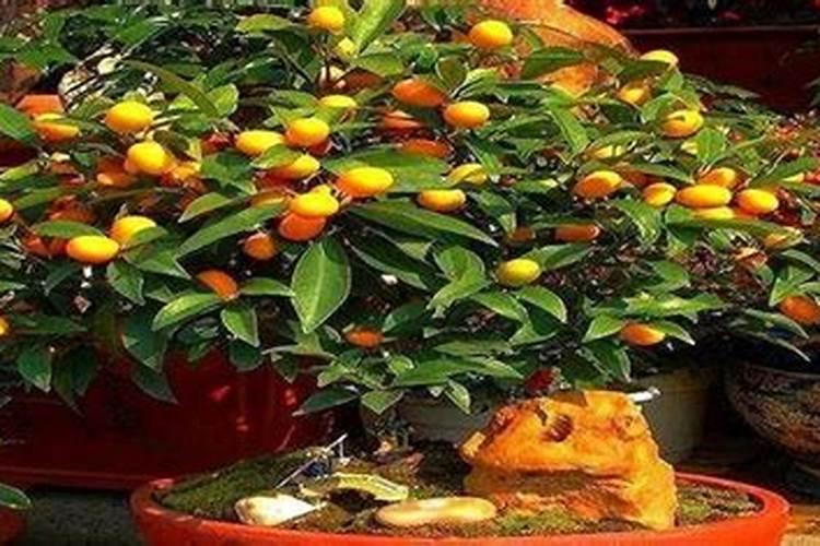 金钱桔一年开几次花