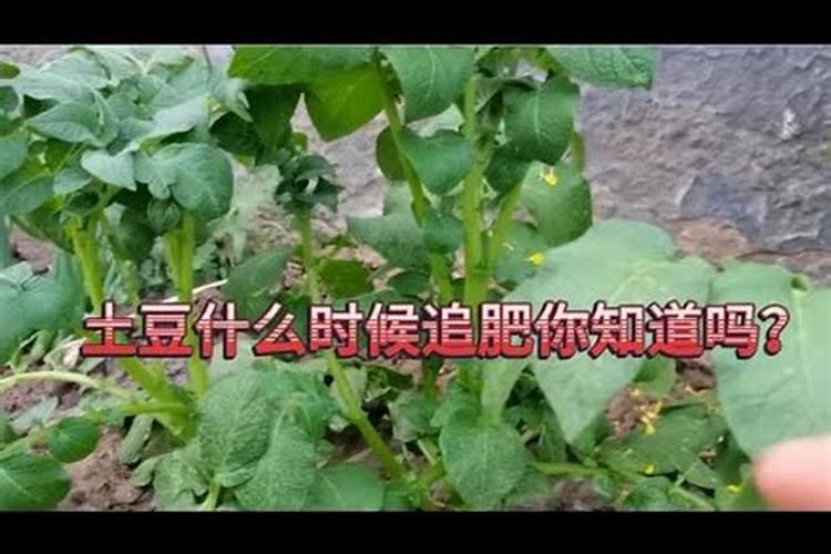 豆角什么时候追肥合适