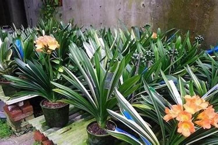 君子兰开花期间怎么施肥