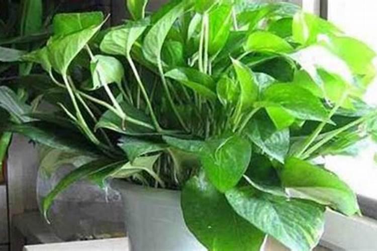 怎么给绿萝施肥