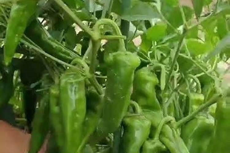 辣椒花期果期保花保果用磷酸二氢钾或糖醇硼多少克