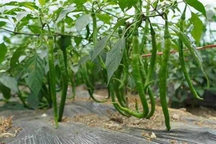 辣椒育苗土为什么要加大氮、磷肥的用量？
