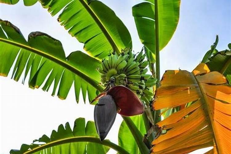 香蕉树用什么肥料最好？