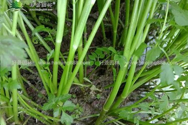 氮、磷、钾三种化肥的区别方法