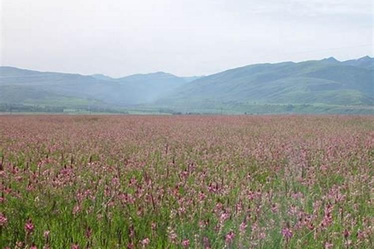 种红豆的过程与方法