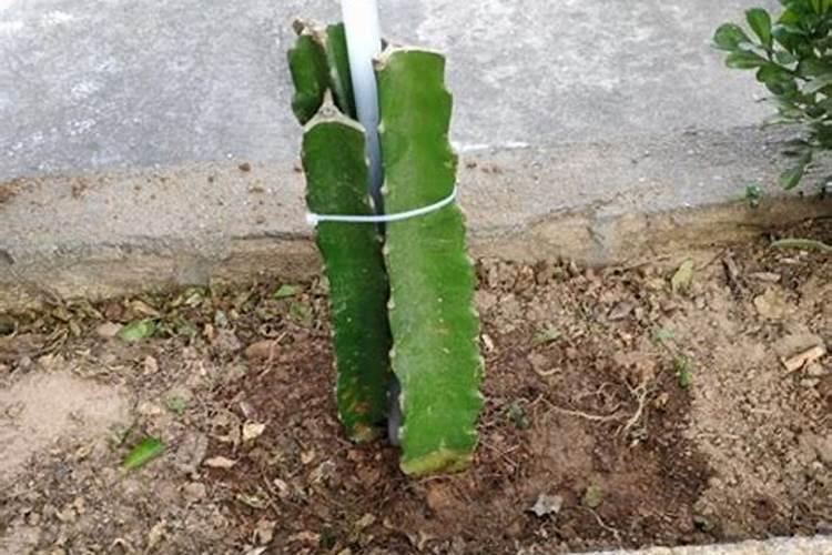 火龙果冬季如何管理