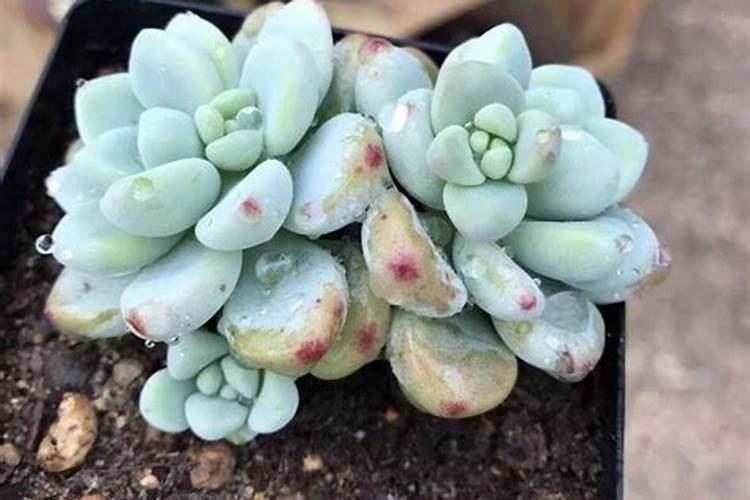 多肉佛珠怎样施肥