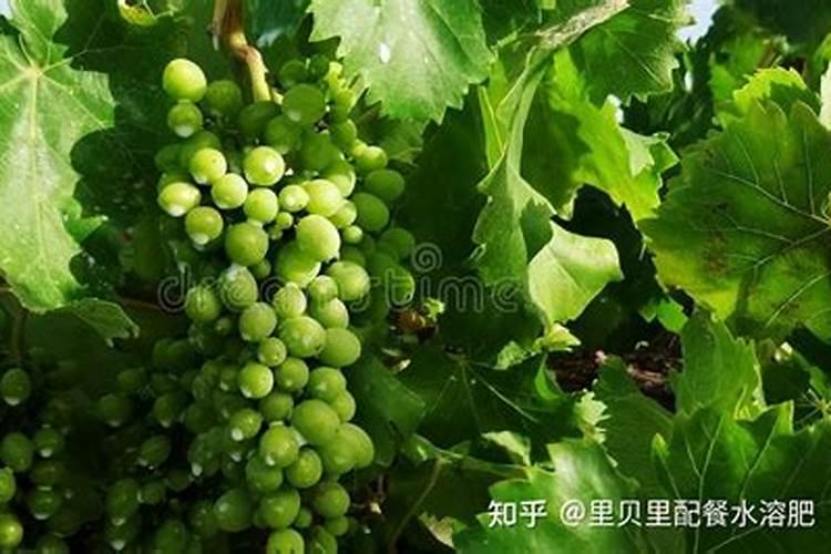 葡萄补钙后仍然缺钙原因(给葡萄补钙什么钙肥最好)