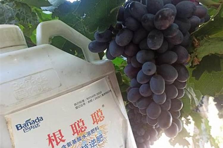 葡萄挂果期用什么水溶肥效果好？葡萄结果期上什么肥料产量高？