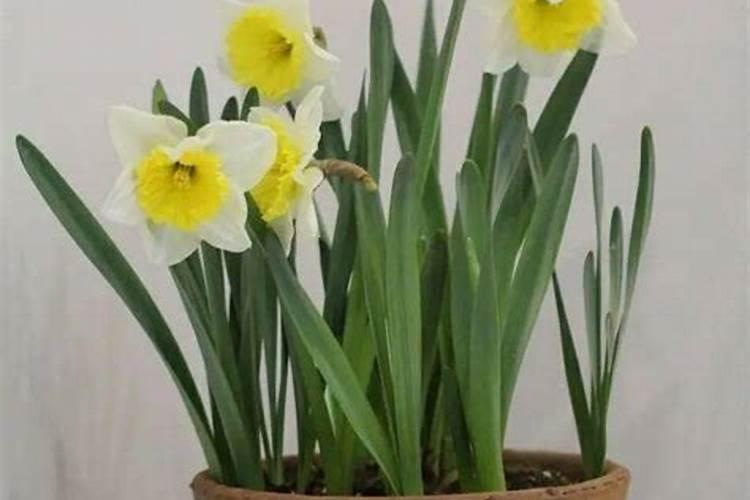 养水仙花用什么肥料