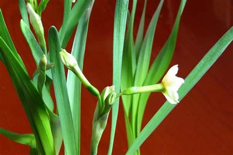 养水仙花用什么肥料