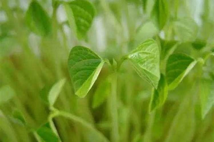 绿豆打什么药能高产和上什么肥料？