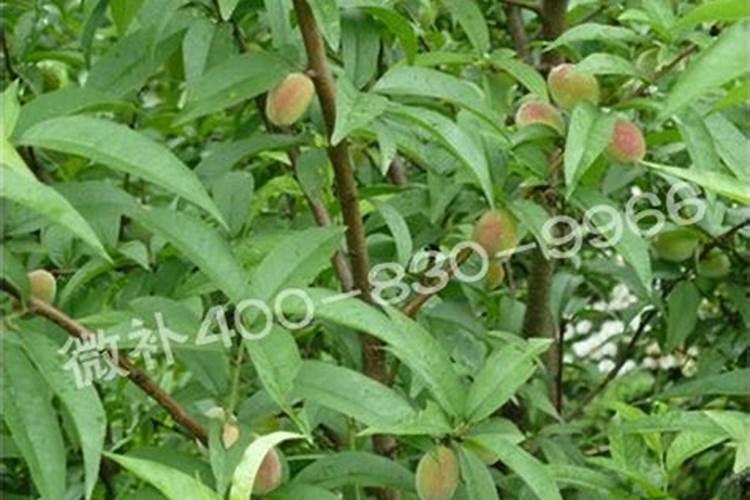 桃树谢花80%打什么药