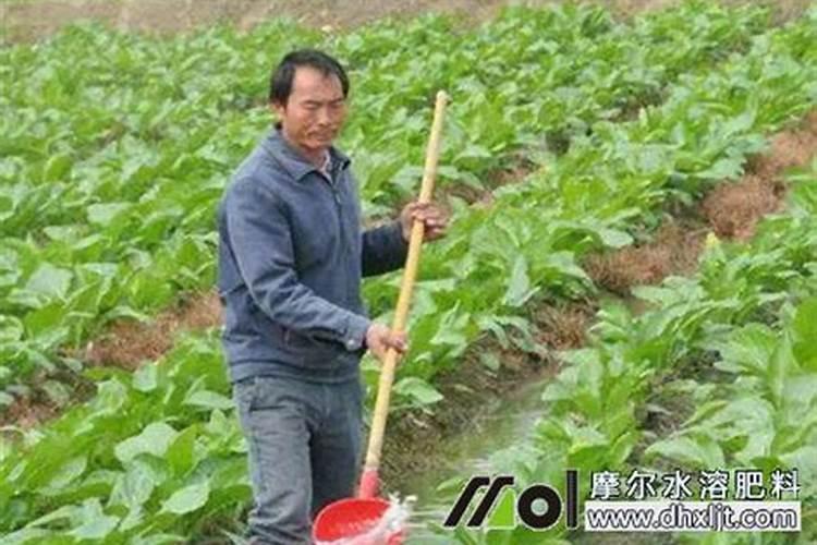 果树冲施肥多久用一次,冲施肥与水溶肥的区别,冲施肥的效果怎么样？