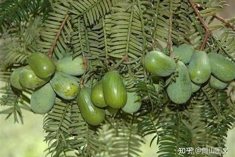 种植香榧的方法