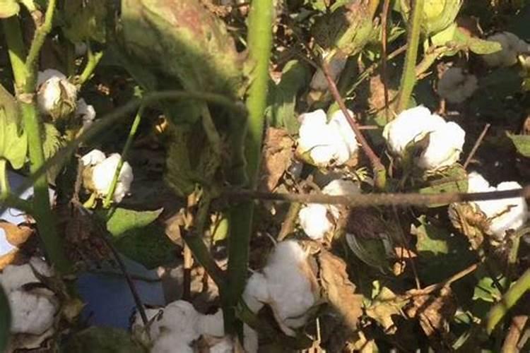 棉花种植注意事项是什么