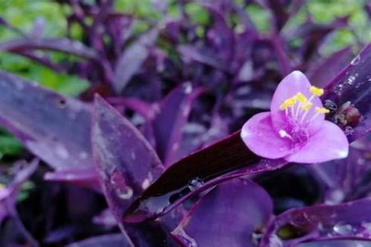 紫竹梅怎样爆盆