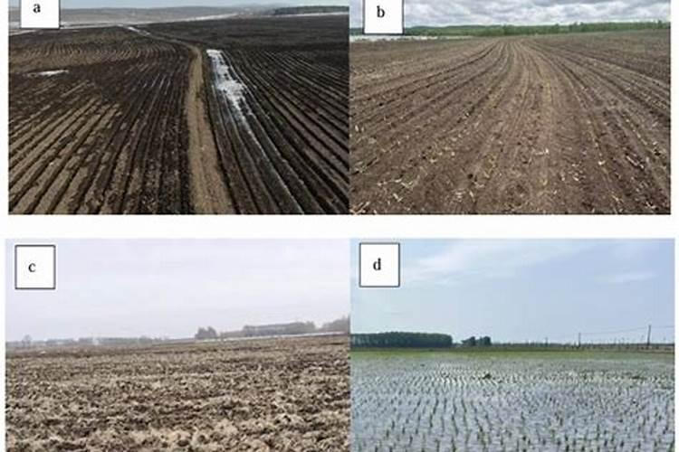 如何施用磷肥效果好