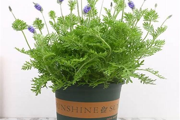 什么时候修剪三角梅最好一年修剪几次最好？