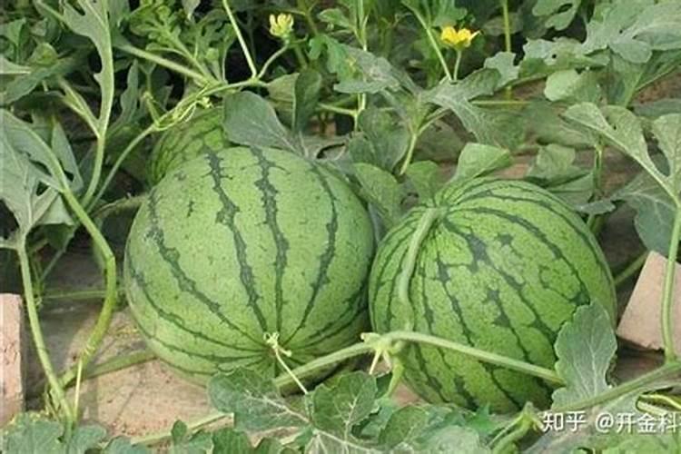 西瓜膨大期用什么肥料