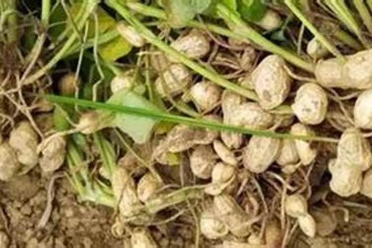 种花生底肥用什么肥 花生需要什么肥料才能高产