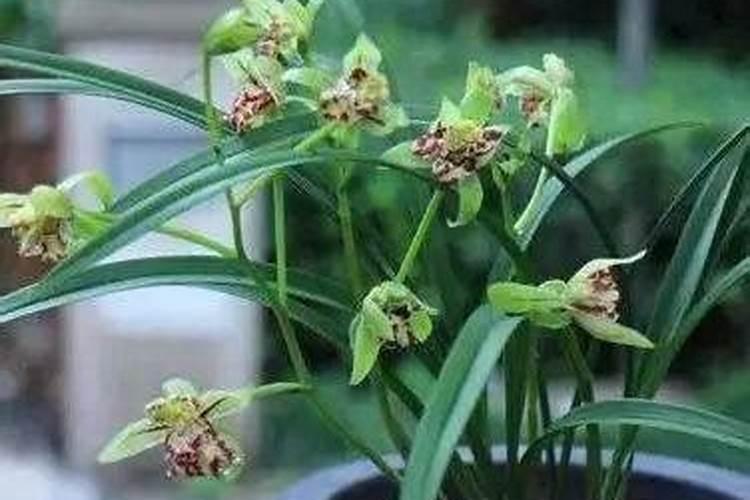 茶叶水可以直接浇花吗？